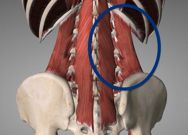 Mięsień czworoboczny lędźwi