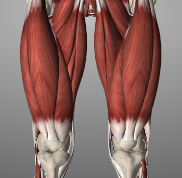 Mięsień czworogłowy uda